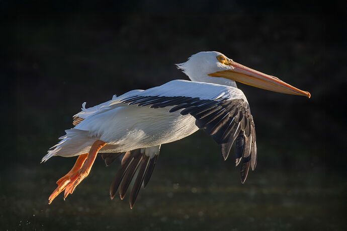 Pelican flight c-2.jpg