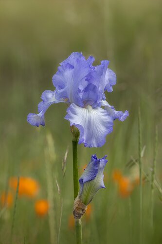 Iris