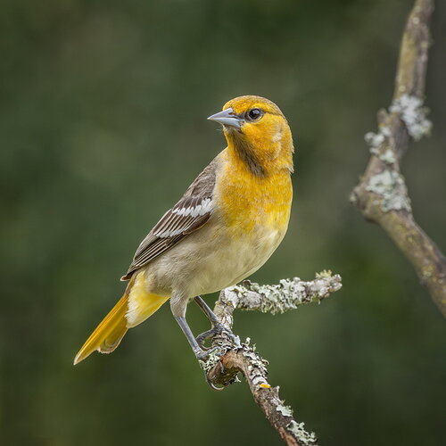 Female Bullock's Oriole