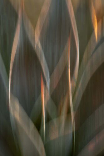 Agave c.JPG