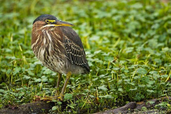 Green Heron (Butorides Virescens)