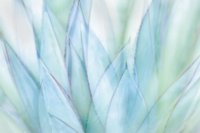 Succulents 4 compressed.JPG
