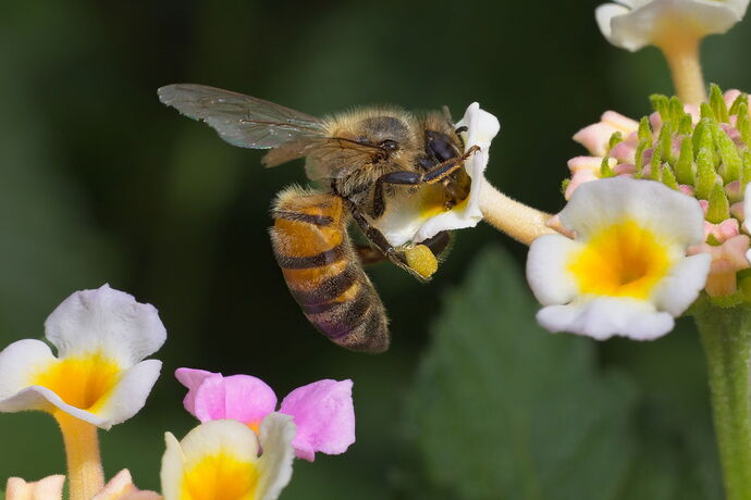 bees-house-_K4A2561.jpg