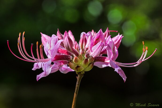 Wild Azalea #2