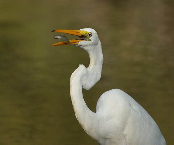 Great Egret 47.jpg