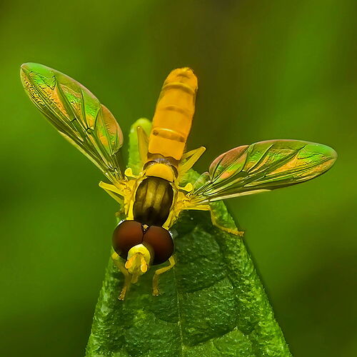 Mosaic-Wings.jpg