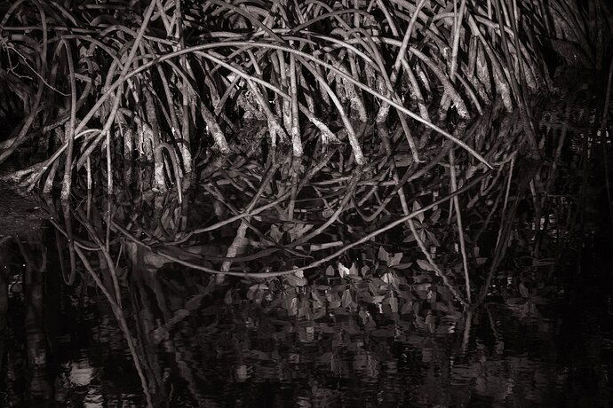 20220713-Summer Florida-142-Edit_2500x1668_U_100_Long Edge.jpg