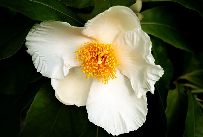 white flower arboretum_edit
