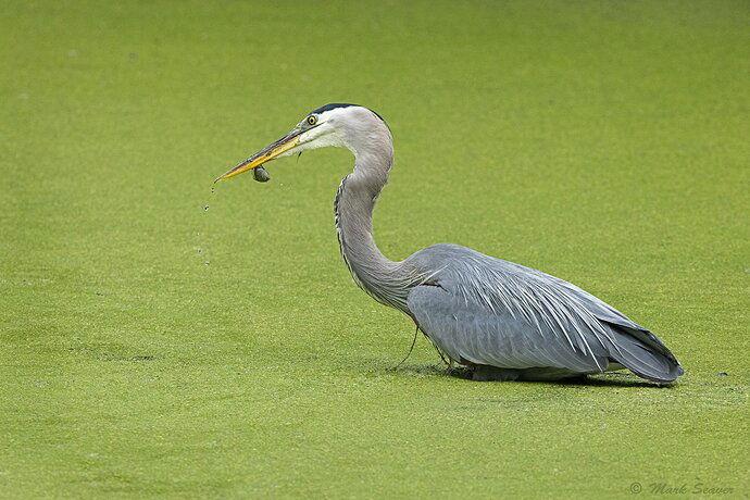 Attempted Escape-1.jpg