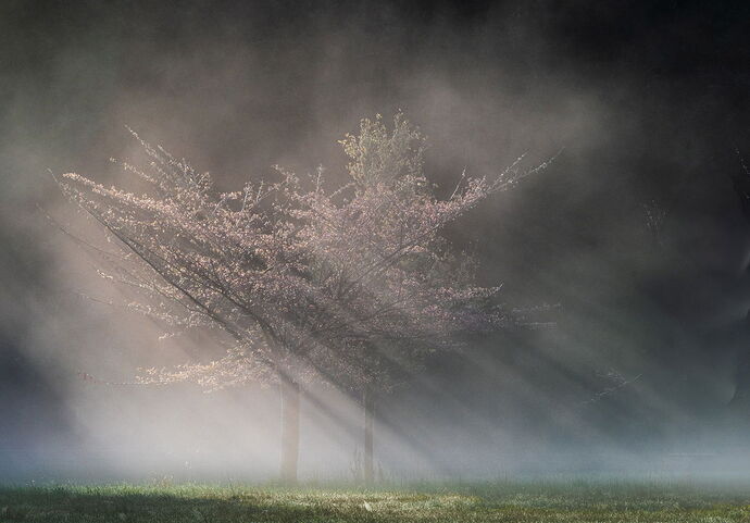Fog Sun Rays Wax Orchard (1 of 1).jpg