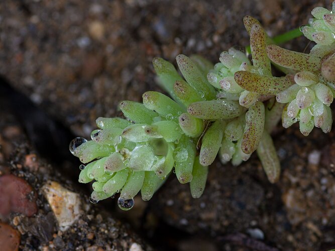 sedium-stacked-1466-69