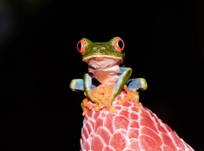 red green tree frog in Costa Rica.jpg