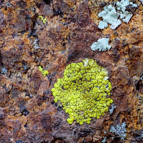 Acarospora socialis