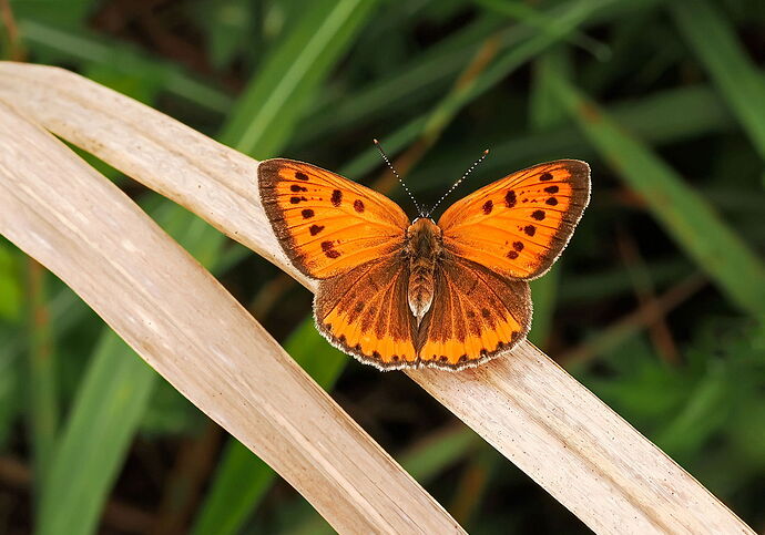 Mike-Large Copper copy