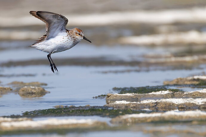 western-sandpiper-salton-sea-4771.jpg