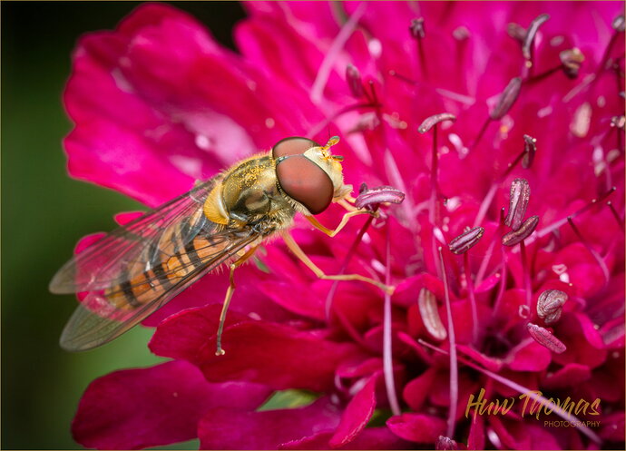 Revision 1 - hoverfly 20260617-DSC03788-Edit.jpg