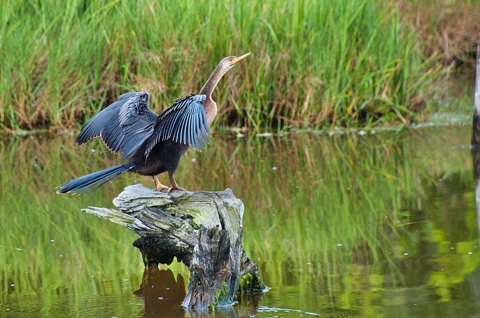 DSC_1120_anhinga 2