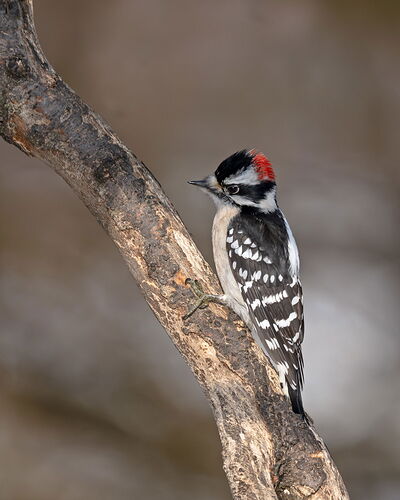 DownyWoodpecker12252025.jpg