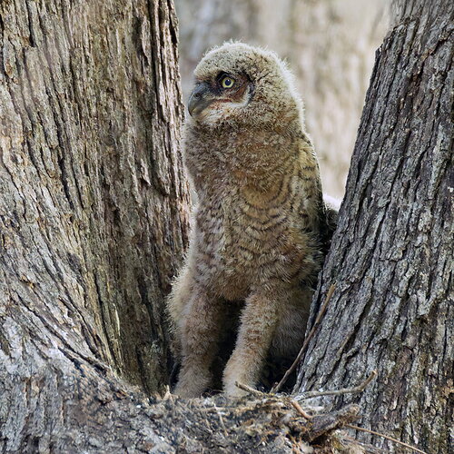 Great Horned Owl 3.jpg