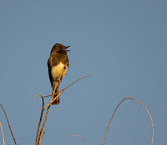 Black Phoebe singing for breakfast.