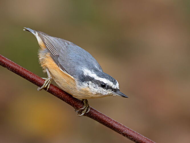 Red-breasted Nuthatch 3.jpg