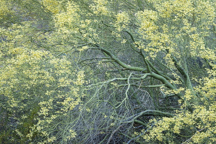 Palo verde blooms c.jpg