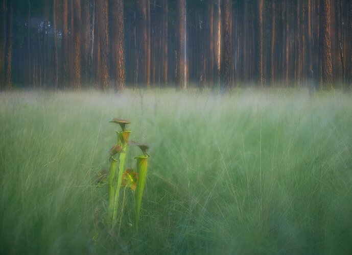 Dreamy Pitcher Plants