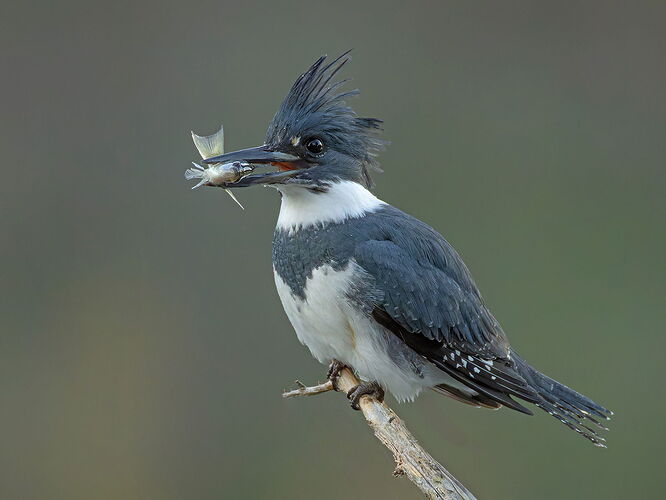 Belted Kingfisher 158.jpg