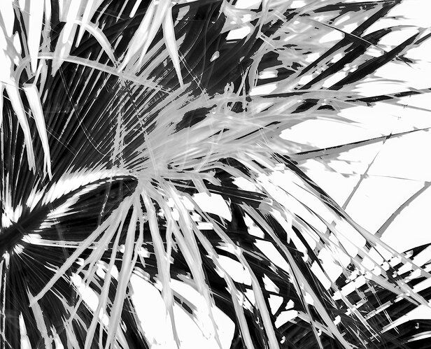 frenzy-BW-DSC_7549.jpg