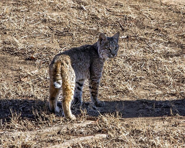 _MG_3445-1Bobcat