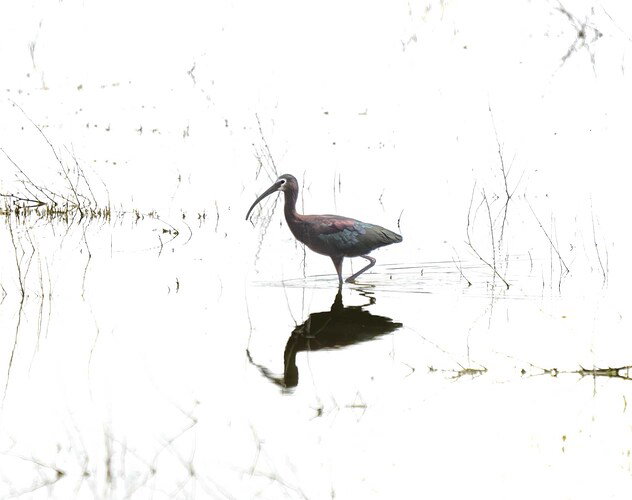 White Faced Ibis2.jpg