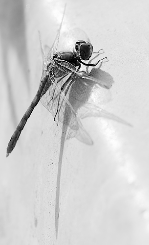 2025-11-11_GGS_6620-topaz2_crop-changed