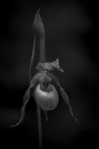 Additional image 1