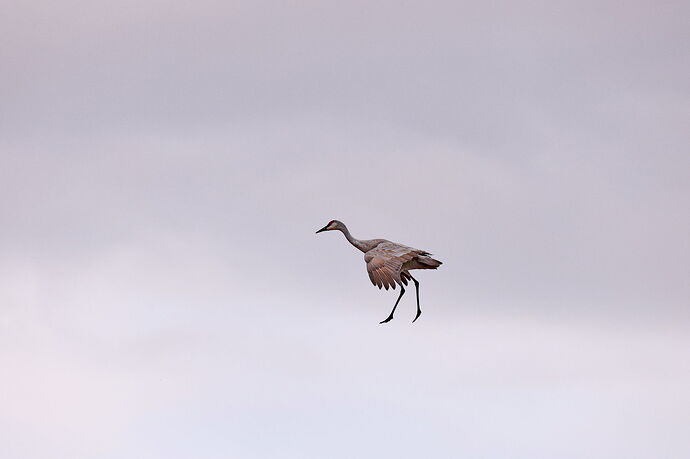 SHCRANE26.jpg