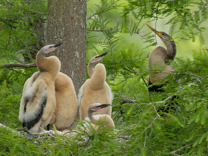 Anhinga 2.jpg