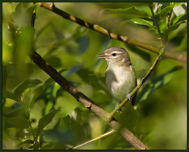 Original - Northern Warbling Vireo-NPN.jpg