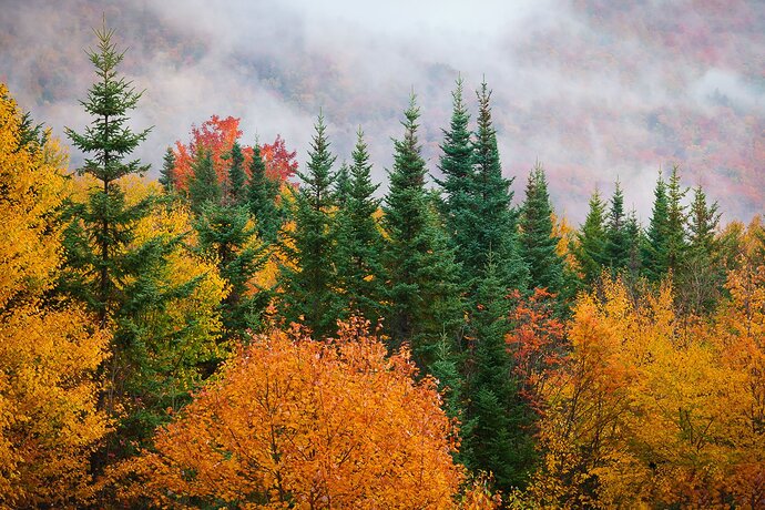 Foggy Mt. Moosilauke