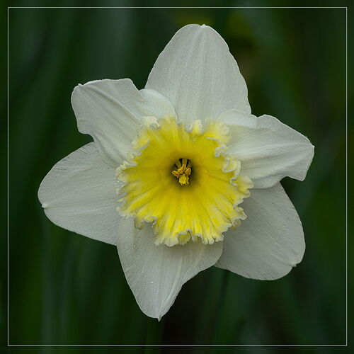 Daffodil-NPN.jpg