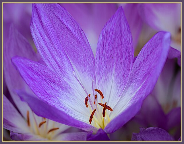 Flower-NPN