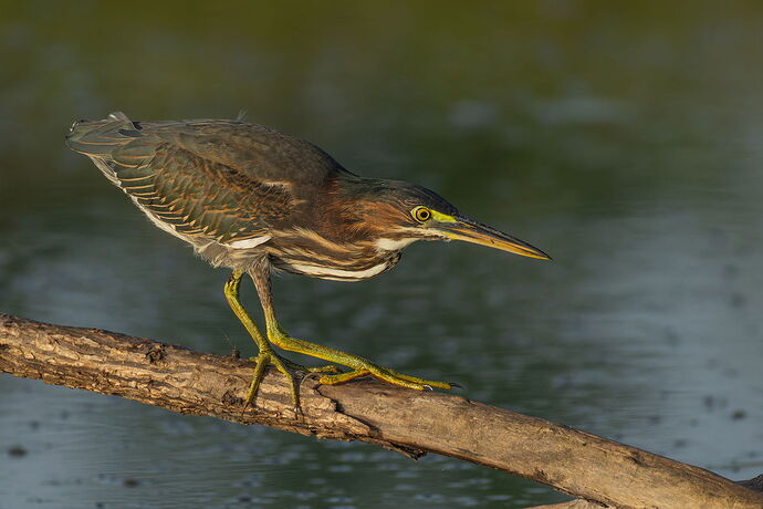 Green Heron 89.jpg