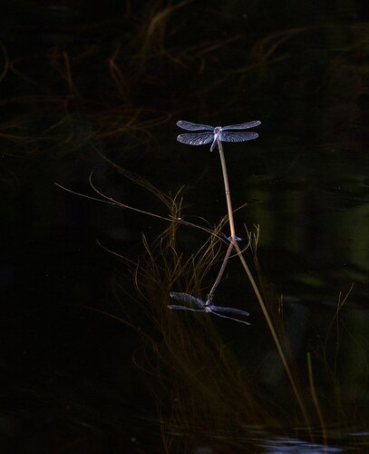 OHara_Dragonfly_July_2020-crop