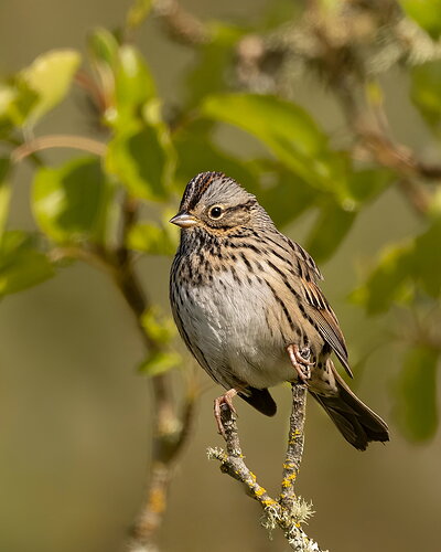 Lincoln Sparrow-NPN.jpg