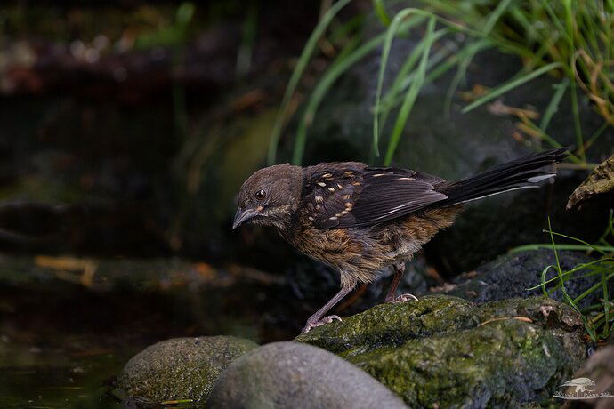 Juvenile Spotted Towhee