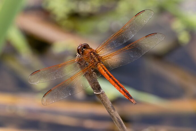 meadowhawk_1