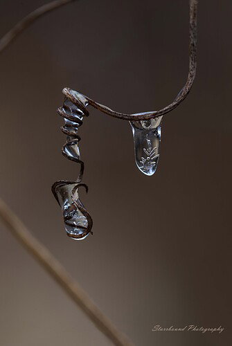 Ice Caught by Tendril
