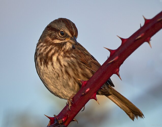 20230111_083158_DBP8260