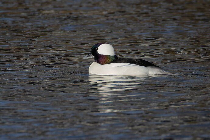 Bufflehead 12.jpg