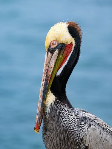 California Pelican