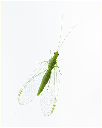 -20260514-_7R57431-Window Fly-DxO_DeepPRIME 3-Edit.jpg