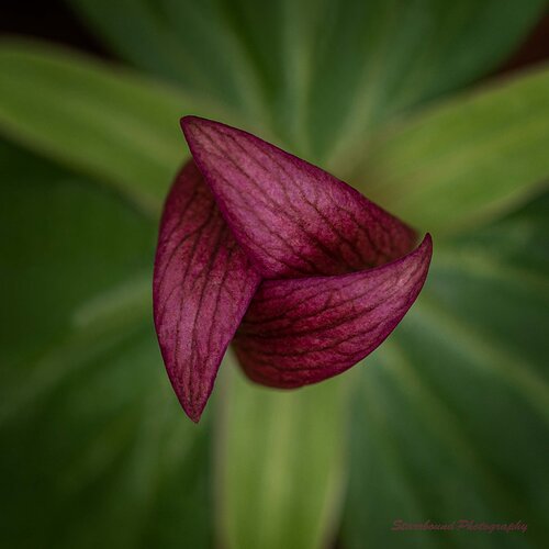 Toadshade Trillium